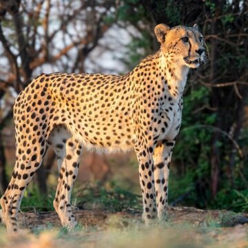 8-Year-Old Cheetah Has Died From Injuries At Kuno National Park In Madhya Pradesh, Reducing The Population To 26
