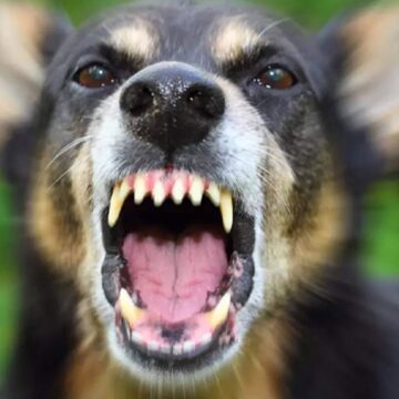 Stray dog assaults leave over 15 injuries in Bhatkal, Karnataka, within a span of 70 hours