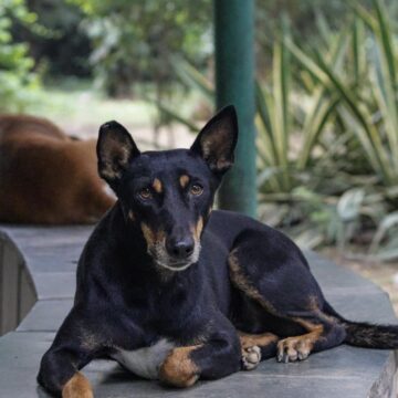 Supreme Court to Deliver Verdict on Stray Dog Relocation Case on Friday