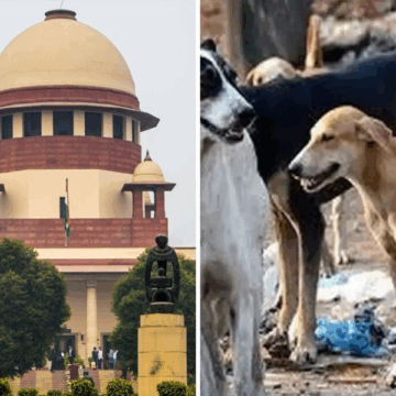Supreme Court Orders Removal of All Stray Dogs From Delhi-NCR: Sparks Outrage and Support Online