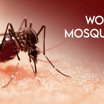 World Mosquito Day 2025: History, Importance, and Global Call for Disease Prevention