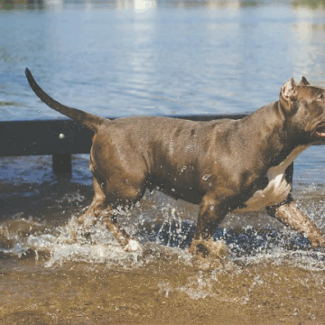 Ferocious Pitbull Attacks Woman in Jhansi, Bites Hand for 5 Minutes