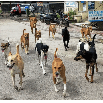 13-Year-Old Girl Mauled to Death by Stray Dogs in Madhya Pradesh’s Seoni