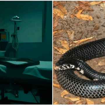 Snake Found Inside Operation Theatre of Jhansi’s Maharani Laxmibai Medical College, Rescued Safely